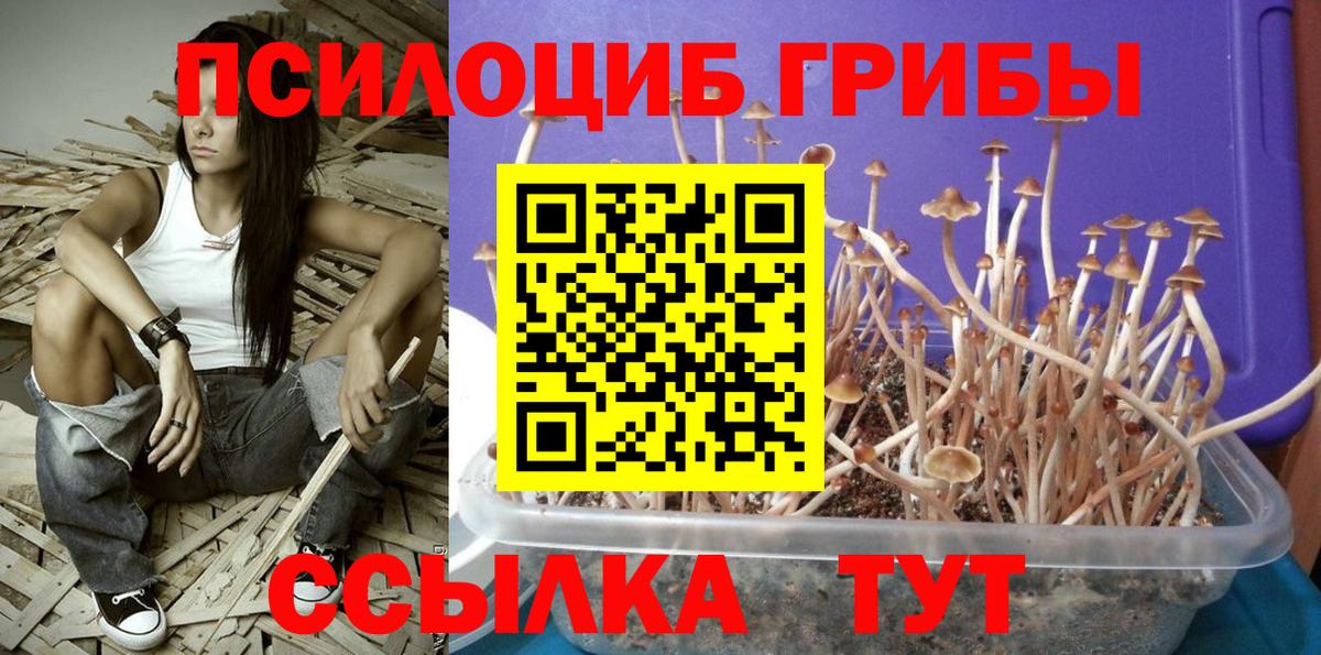 Псилоцибиновые грибы Cubensis  Вход с VPN  Лабытнанги 